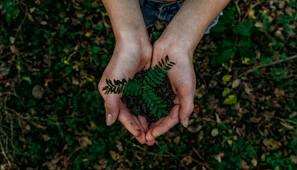 green plant