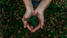 hands holding small plant seedling in soil
