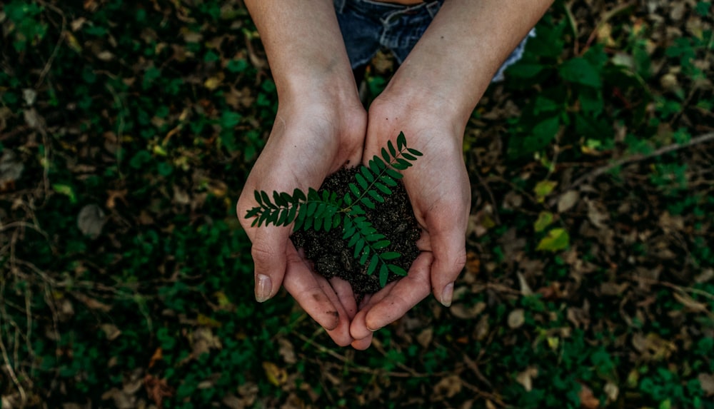 A fern shoot in soil being held in two hands over a forest floor