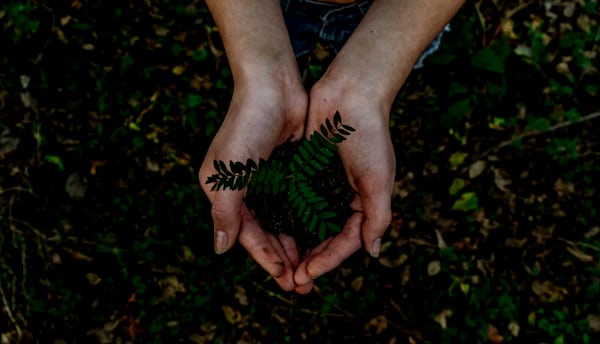 Hedge before trimming