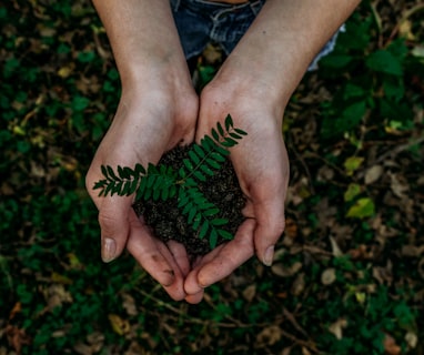 green plant