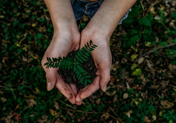 green plant