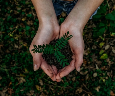 green plant