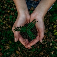 green plant