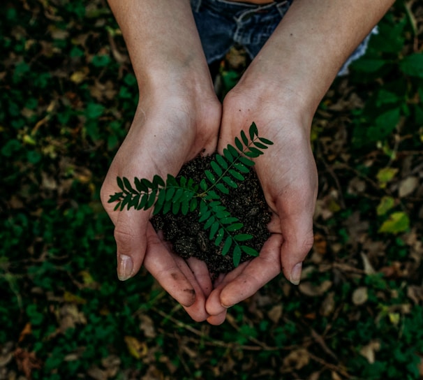 green plant