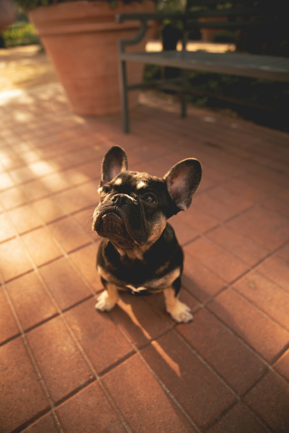 short-coat black puppy on brick ground