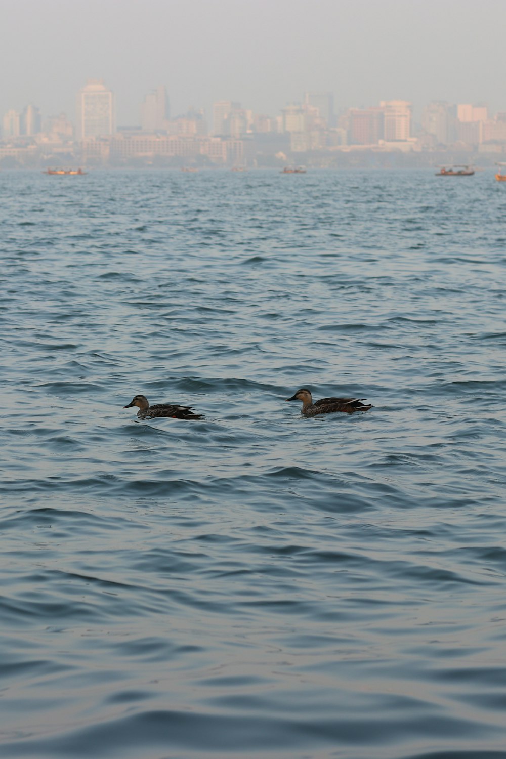 zwei schwarze Enten tagsüber auf dem Meer