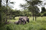 black rhinoceros