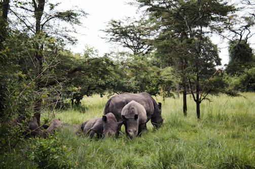 black rhinoceros