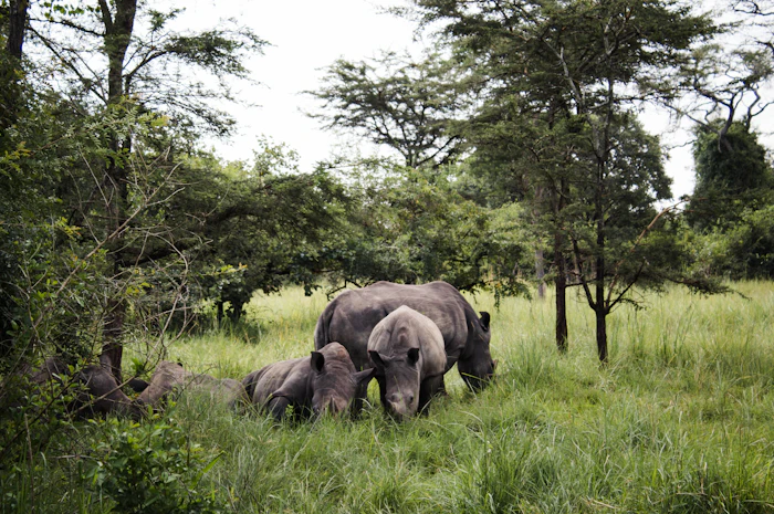 Black rhinoceros grazing in Uganda