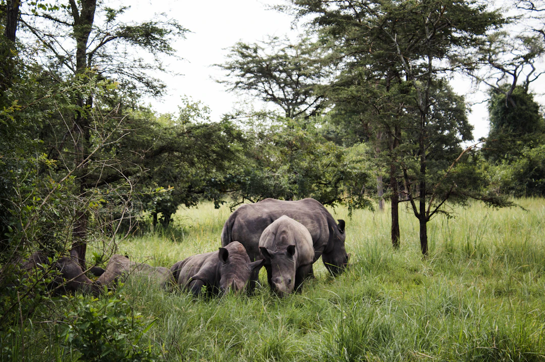 15-Day Uganda Family Itinerary: Epic & Relaxed Journey