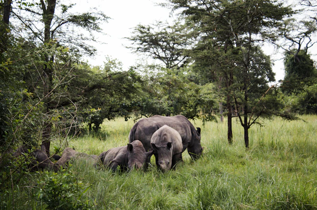 15-Day Uganda Family Itinerary: Epic & Relaxed Journey