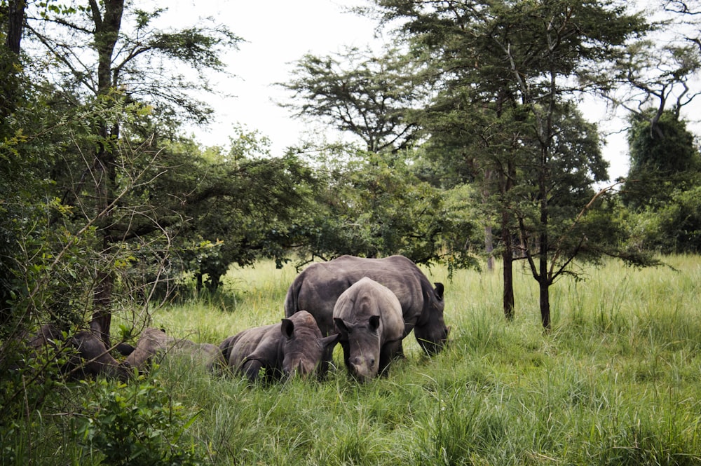 black rhinoceros