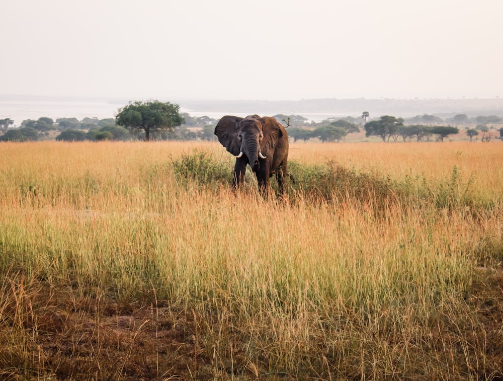 Elefant auf braunem Grasfeld