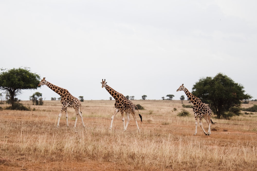 three brown giraffes on field