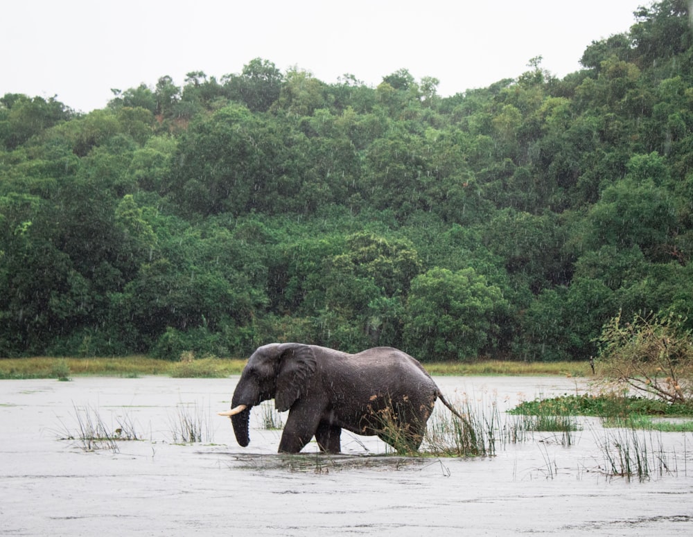 elephant walking on body of water near trees
