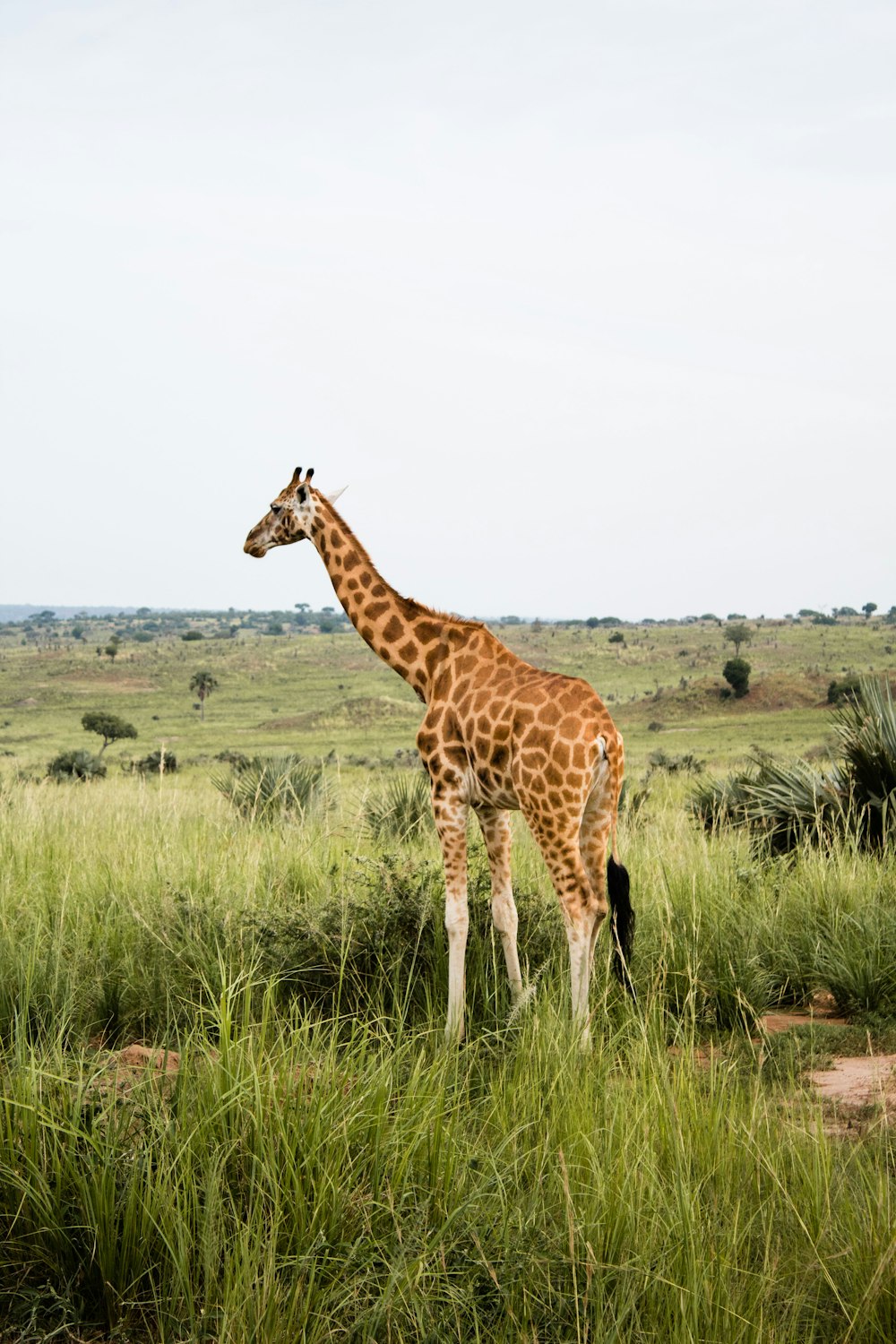girafe debout sur le champ d’herbe verte