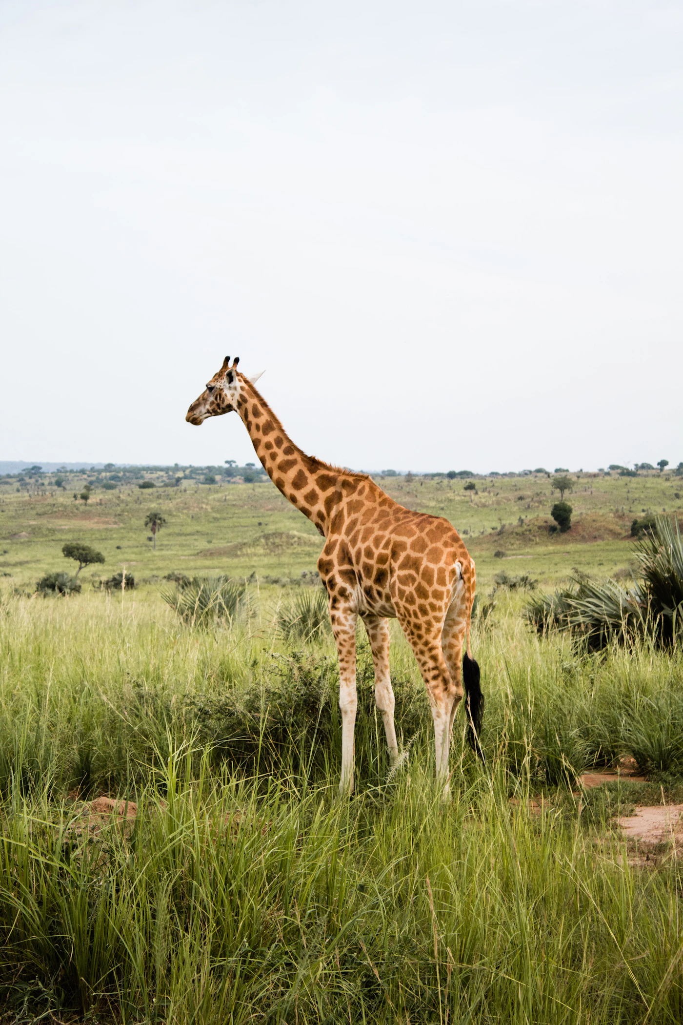 Giraffe on savannah
