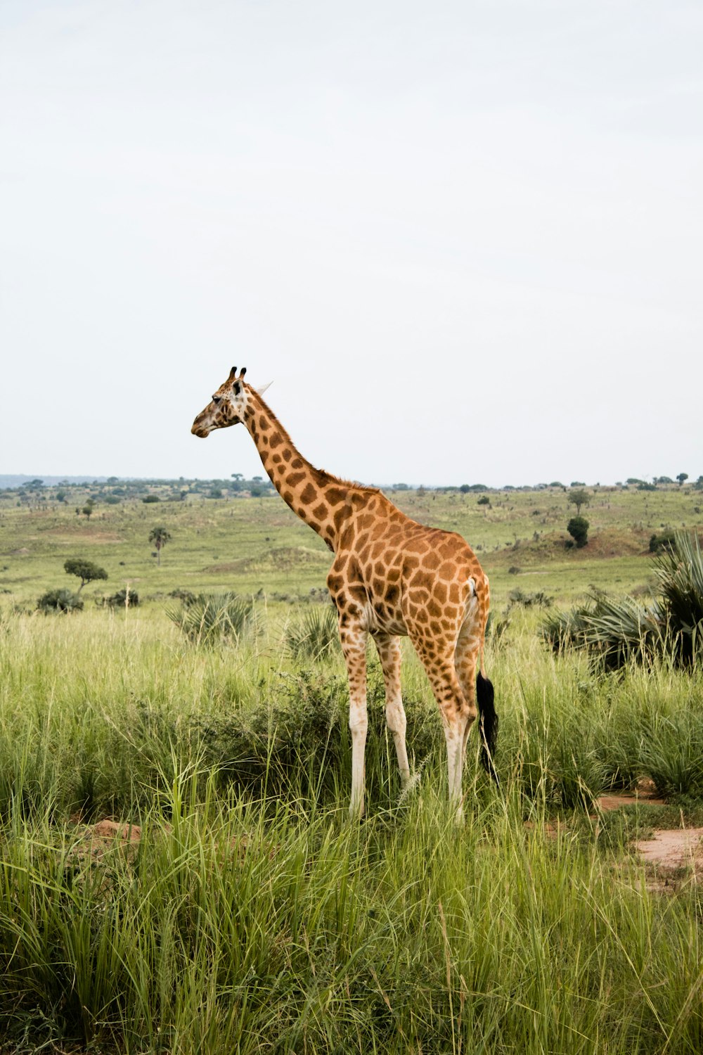 giraffe standing on green grass field