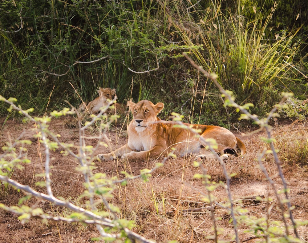two brown lioness on forest