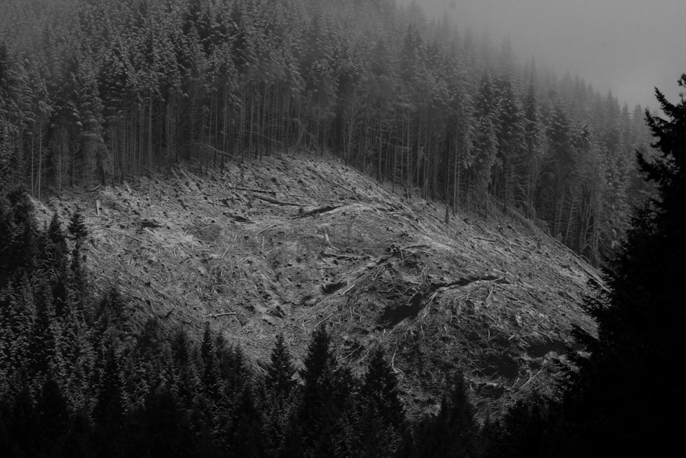 grayscale photo of pine trees