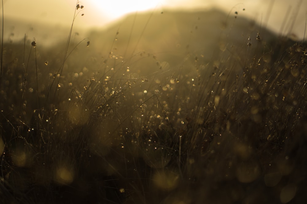 a field of grass with the sun in the background