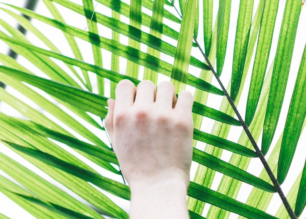 person holding palm leaf