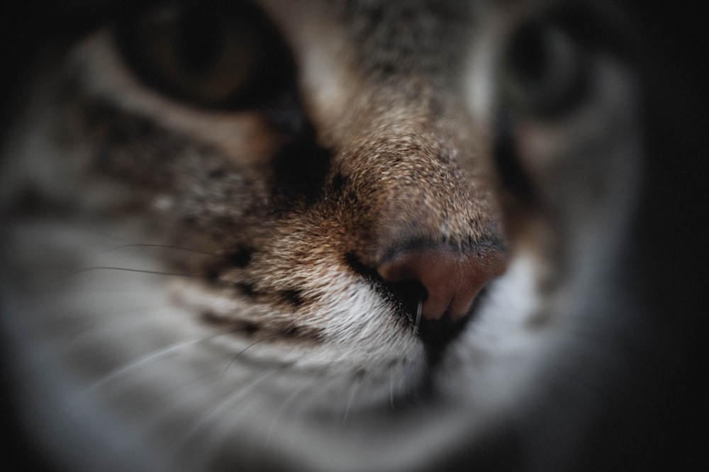 grey cat in close-up photo
