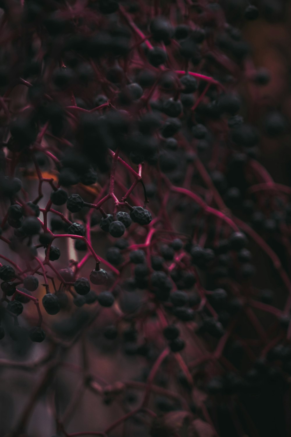 a bunch of berries hanging from a tree