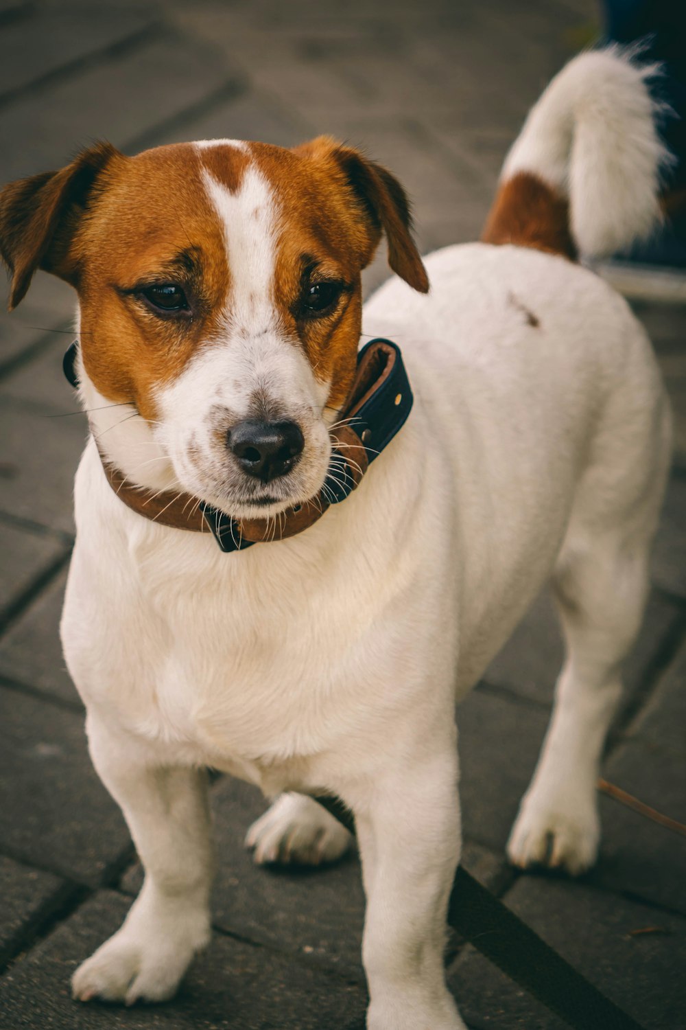 Perro blanco y marrón