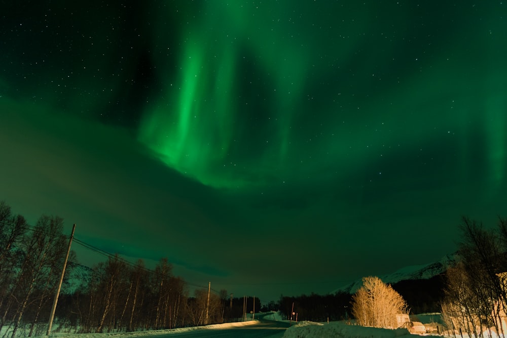 braune Bäume in der Nacht