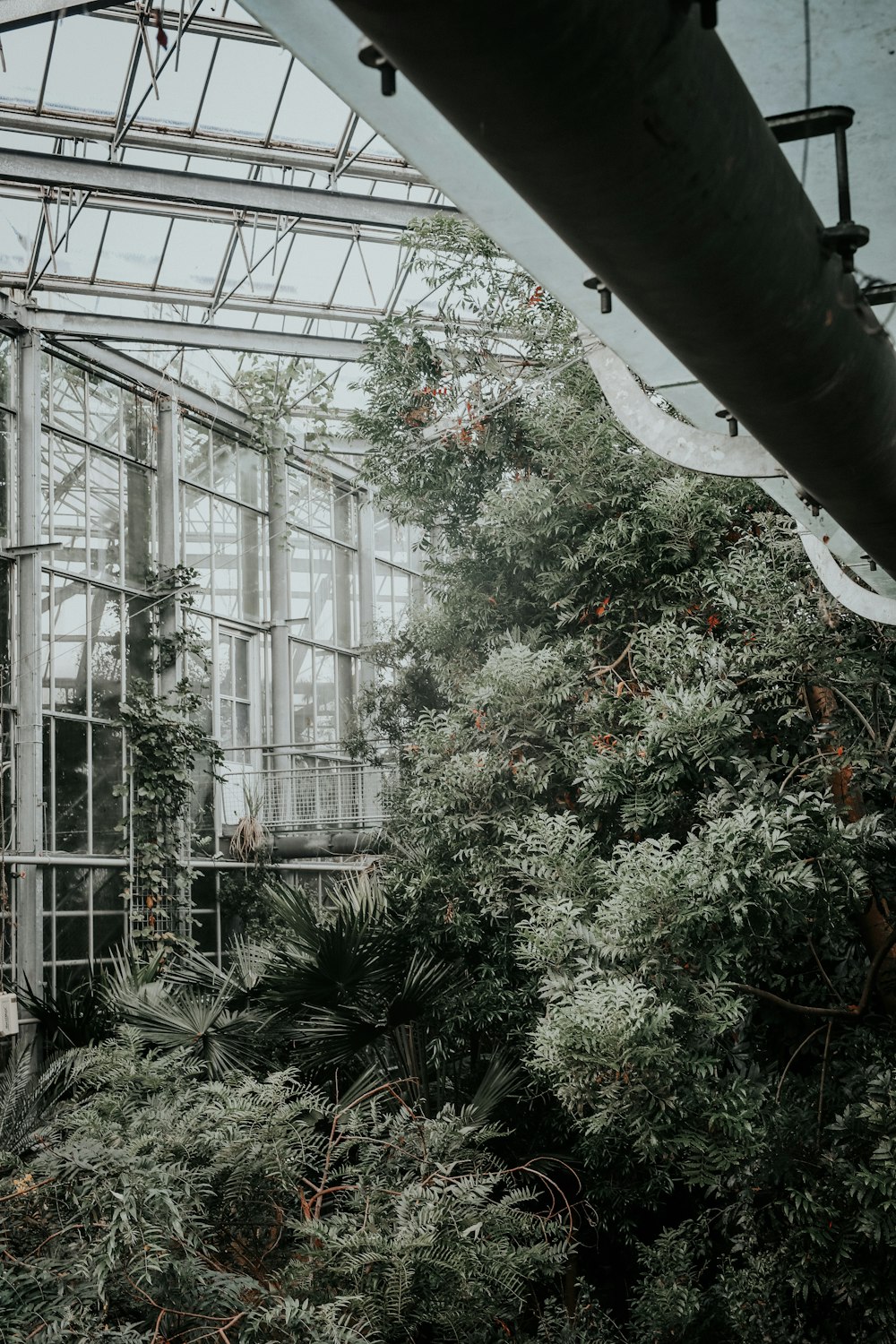 green pine trees inside green house