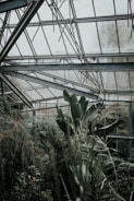 A lush, green environment within a glass greenhouse structure with tall plants and dense foliage. Metal beams support the glass ceiling, and moist air suggests a nurturing environment for the plants.