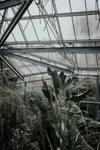 A lush, green environment within a glass greenhouse structure with tall plants and dense foliage. Metal beams support the glass ceiling, and moist air suggests a nurturing environment for the plants.