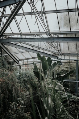 A lush, green environment within a glass greenhouse structure with tall plants and dense foliage. Metal beams support the glass ceiling, and moist air suggests a nurturing environment for the plants.