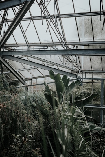 A lush polyhouse filled with vibrant exotic greens and herbs under controlled climate conditions.