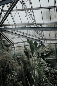 A lush, green environment within a glass greenhouse structure with tall plants and dense foliage. Metal beams support the glass ceiling, and moist air suggests a nurturing environment for the plants.