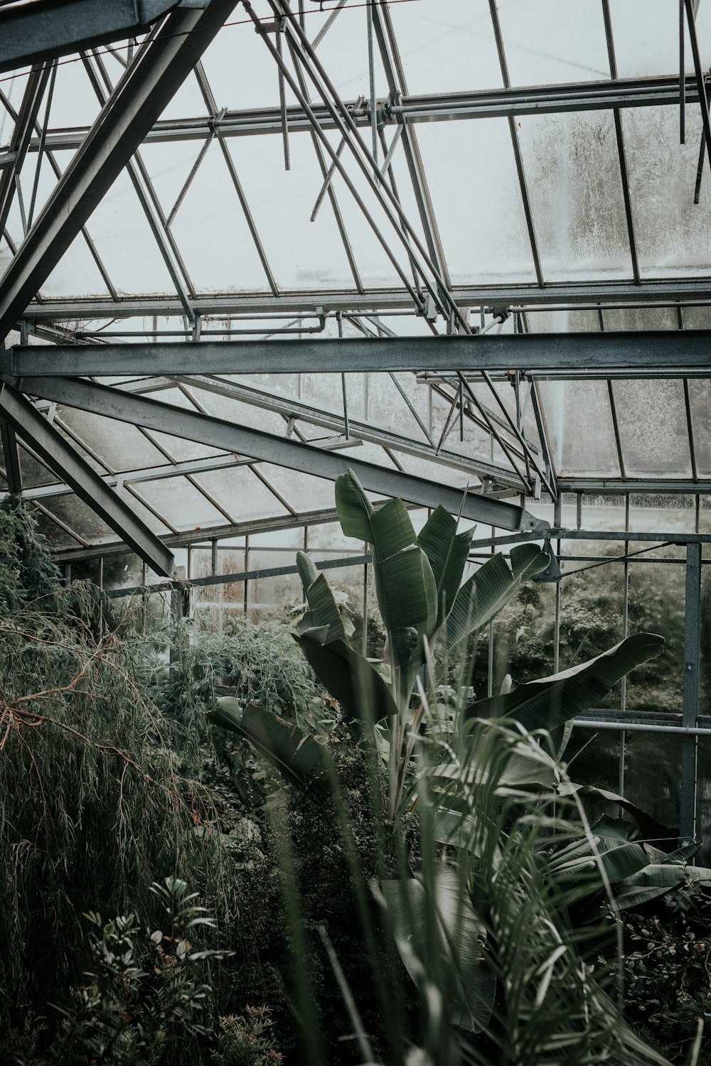 green plants inside green house