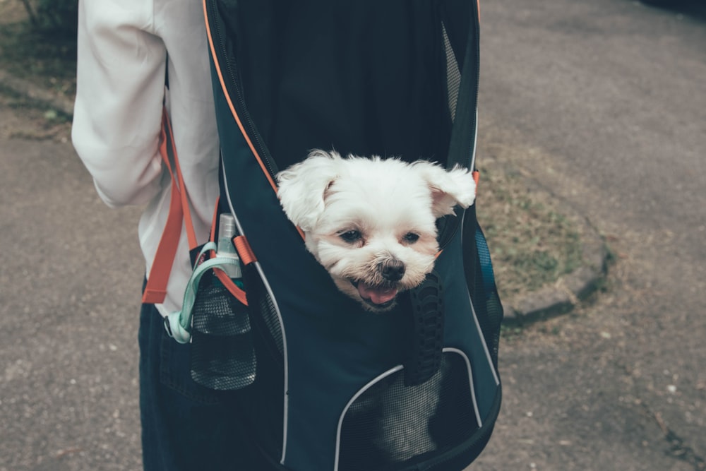 white dog in backpack