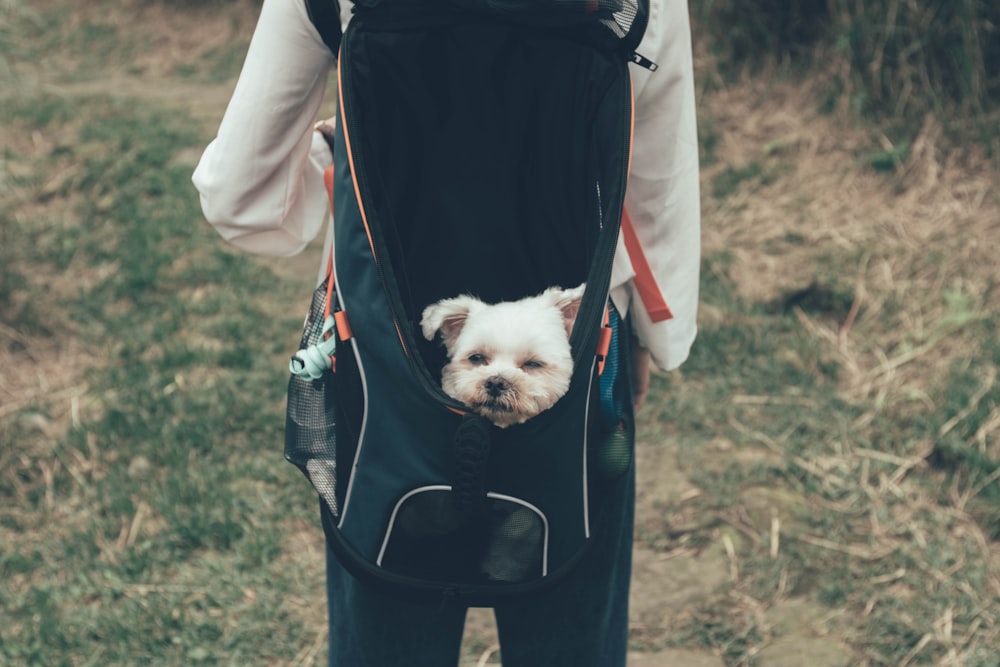 white dog in black pet carrier bag