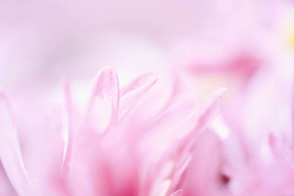 a close up view of a pink flower