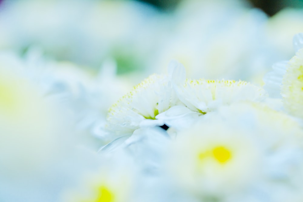 a close up of a bunch of white flowers