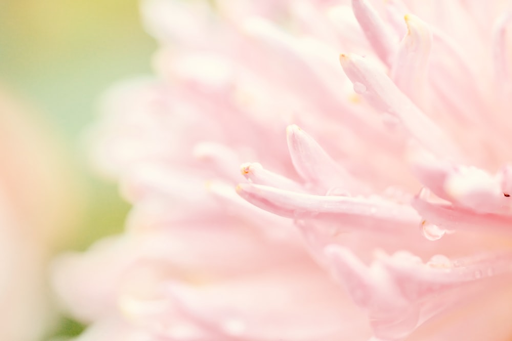 ピンクの花びらの花のマクロ撮影