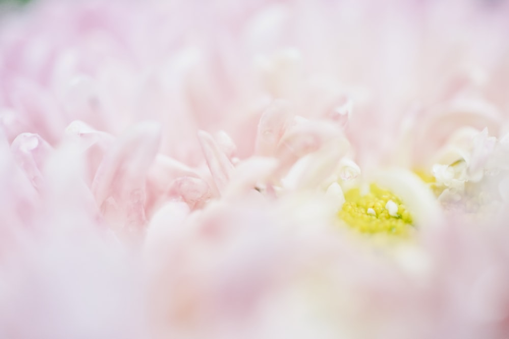 a close up view of a pink flower