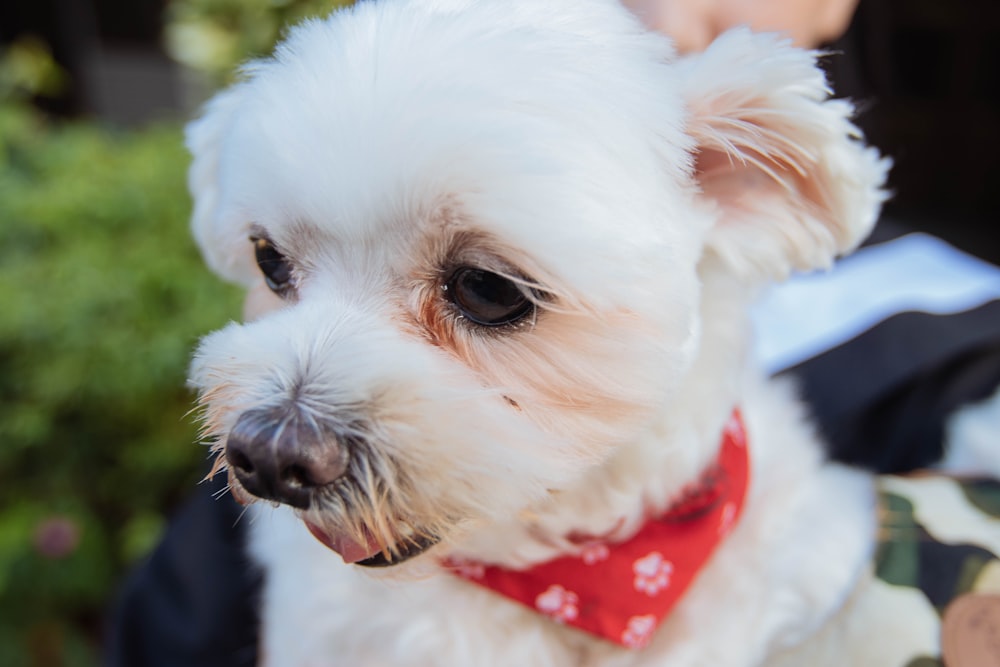 a small white dog wearing a red bandana