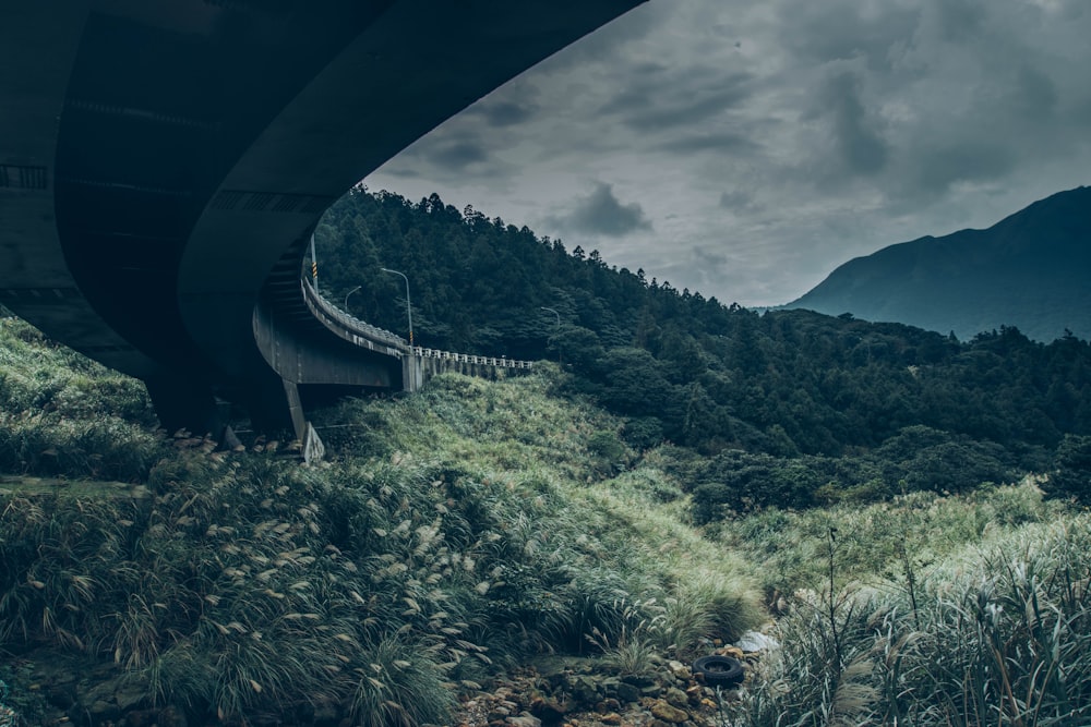 gray concrete bridge beside trees