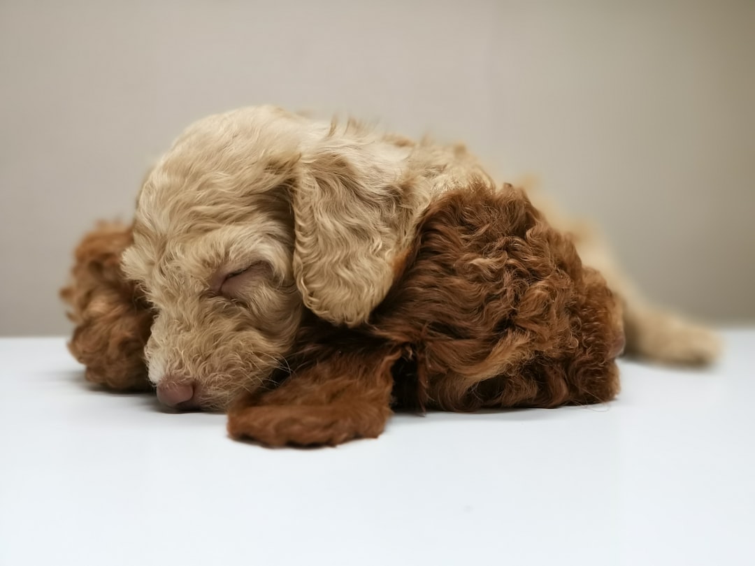 How Much Do Dogs Actually Sleep?