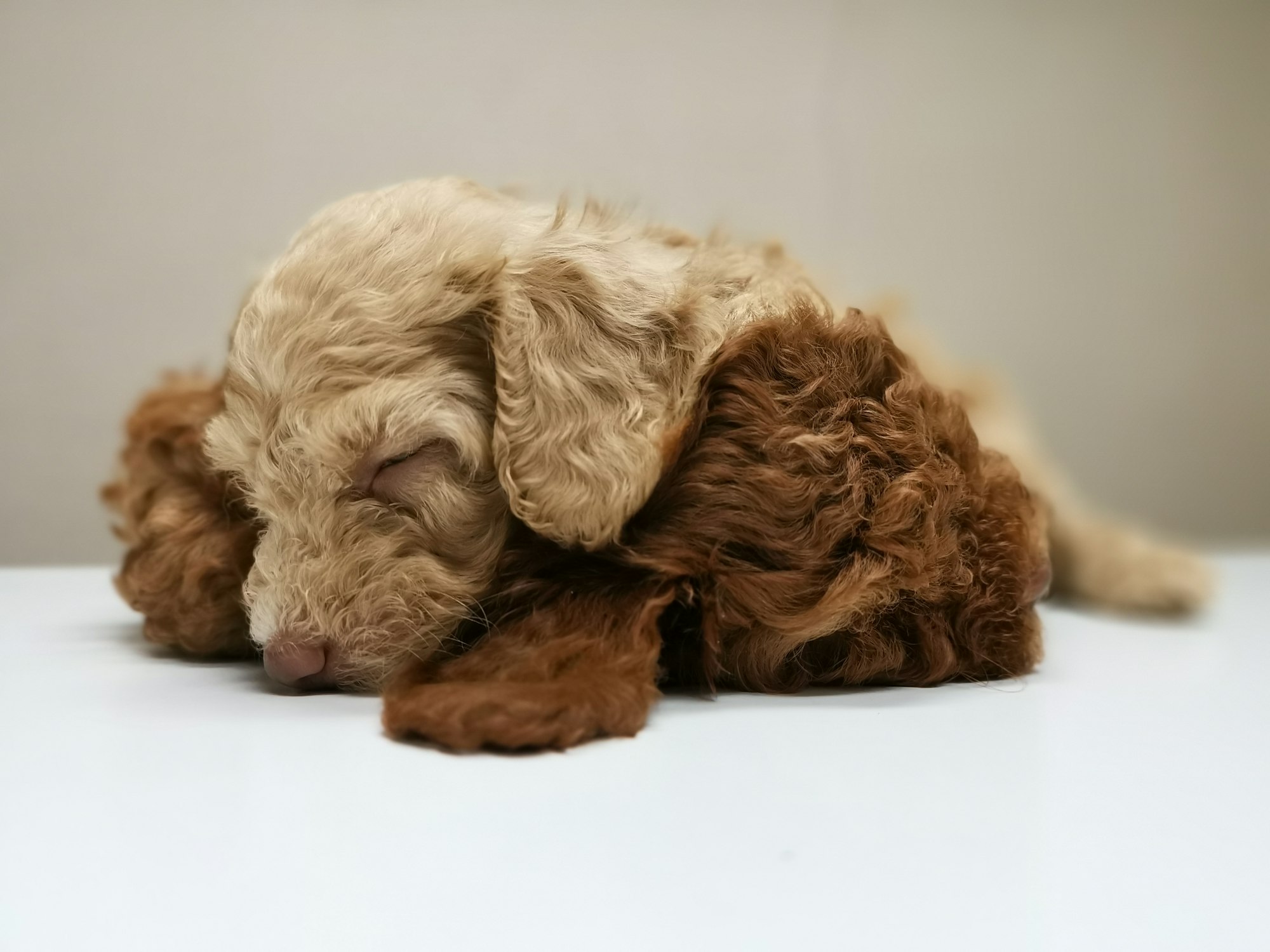 selective focus photography of brown dog