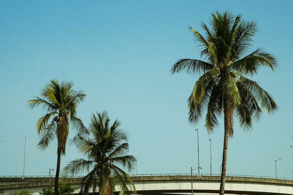 three brown palm trees