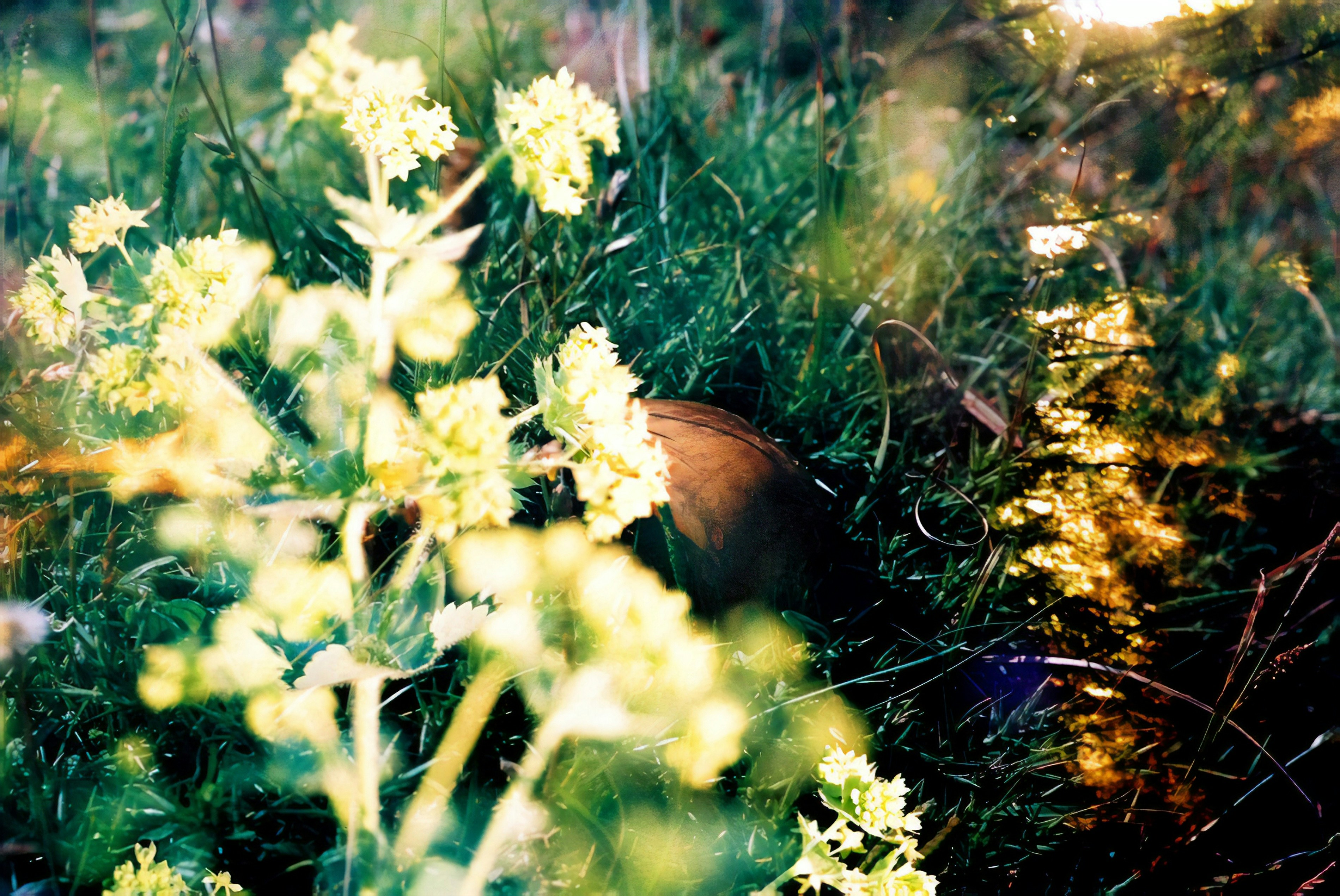 Peel, New South Wales